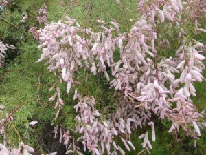 151024 Mawgan Porth to Padstow 14